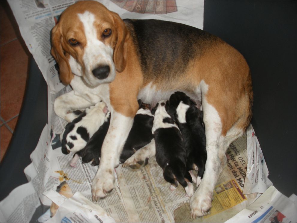 cuccioli amelie-9